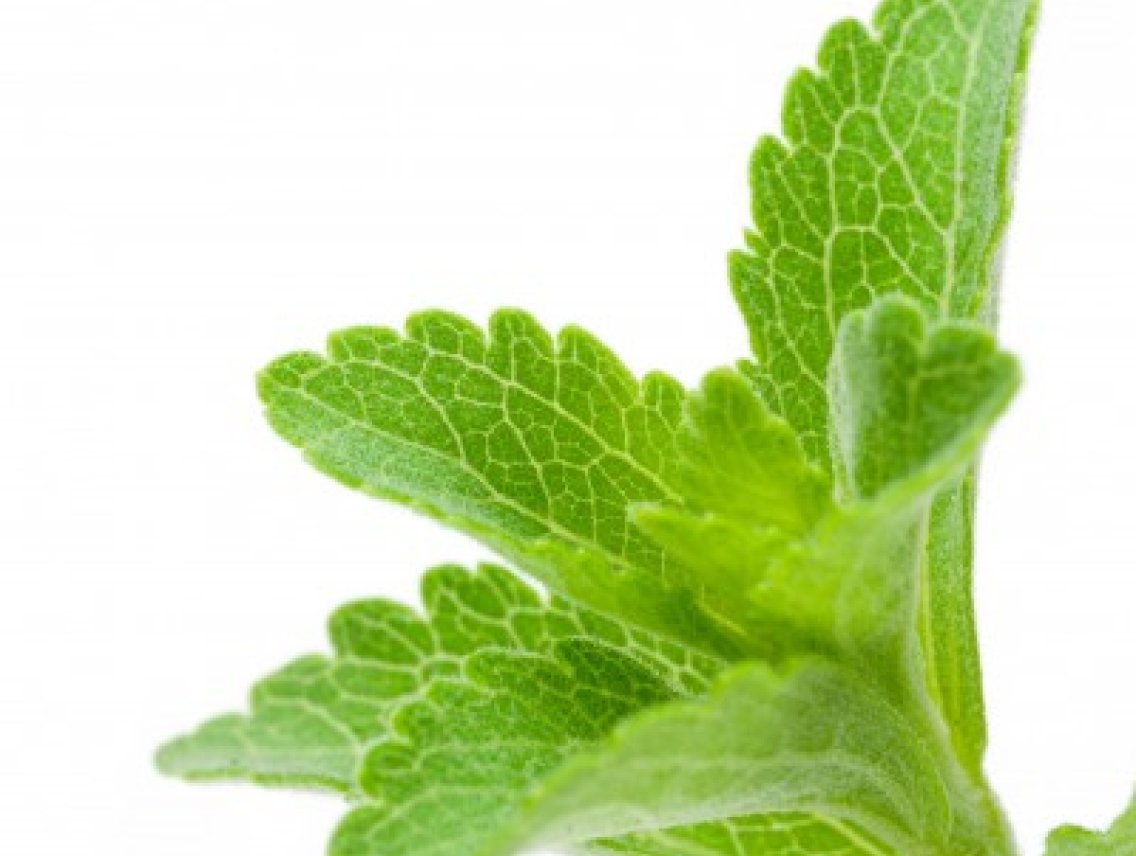 Stevie sladká - Stevia rebaudian