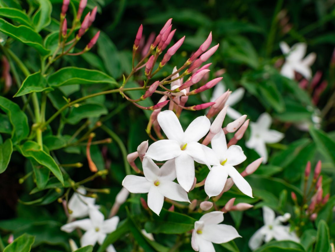 Jasmín - Jasminum officinale
