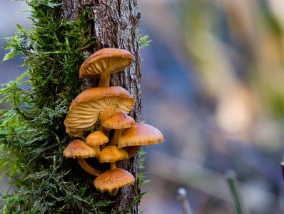 Penízovka sametonohá - Flammulina velutipes