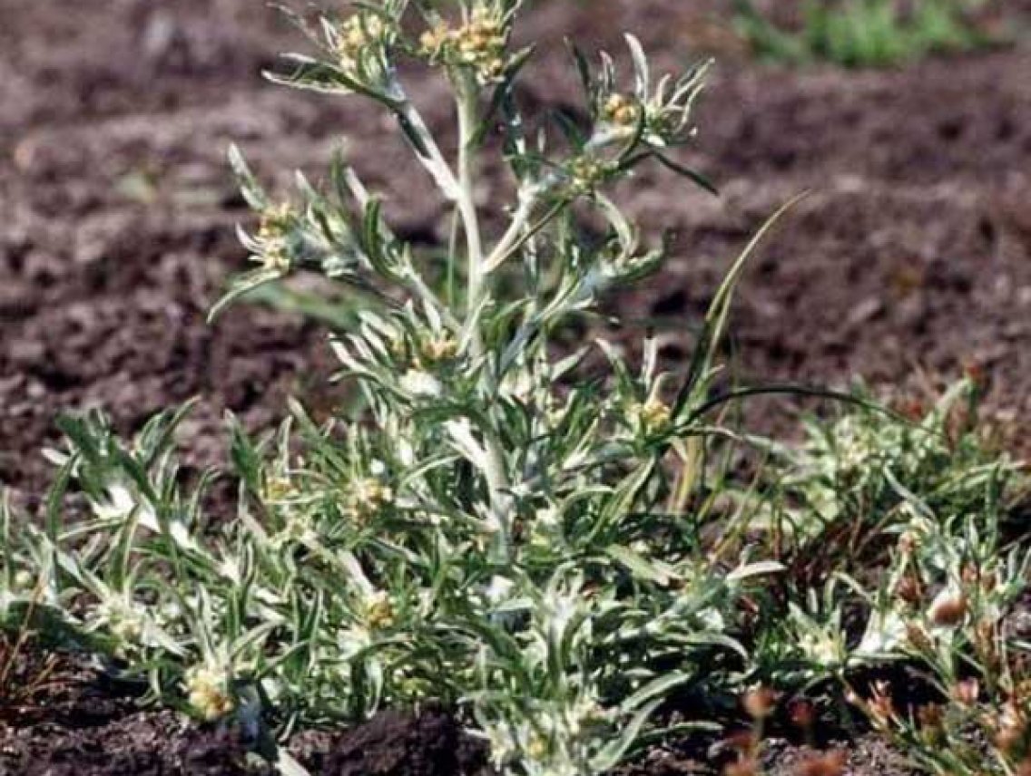 Wira Wira - Gnaphalium graveolens