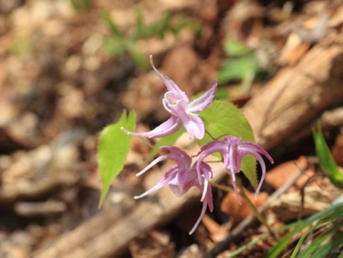 Škornice šípolistá - Epimedium sagittatum