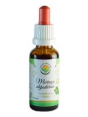 Moringa olejodárná AF tinktura 30 ml
