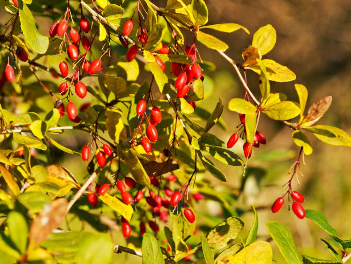 Dřišťál obecný - Berberis vulgaris