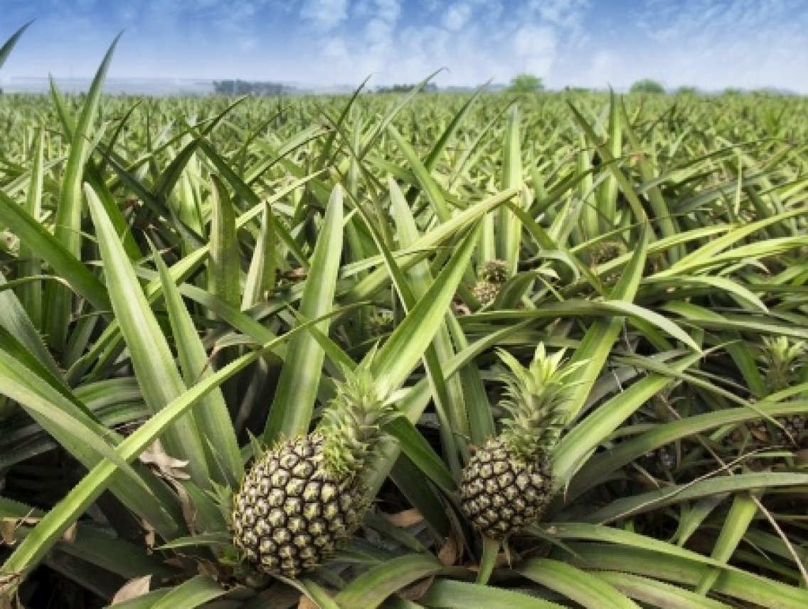 Ananas - Ananas comosus