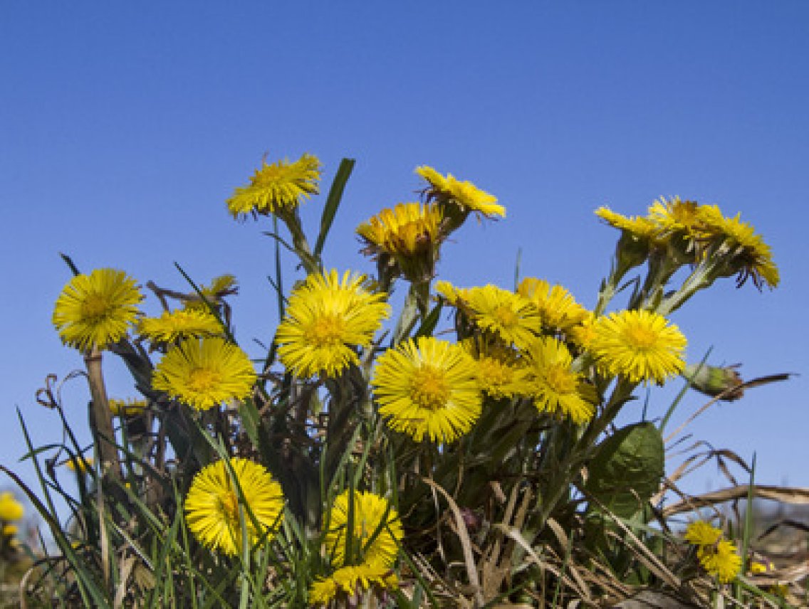 Podběl lékařský - Tussilago farfara