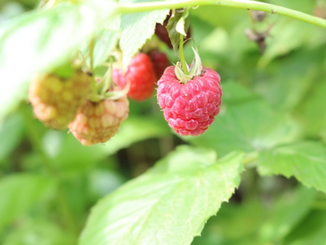 Maliník obecný - Rubus idaeus