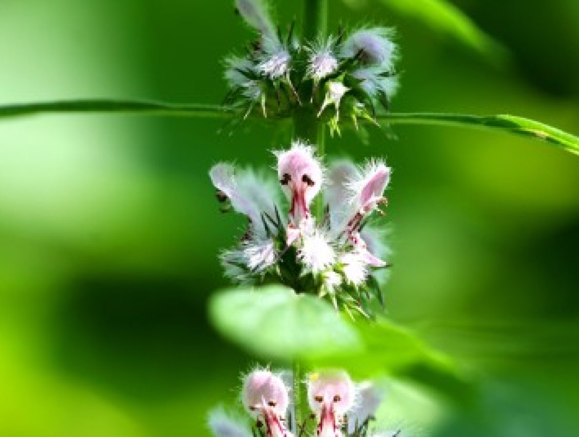 Srdečník obecný - Leonurus cardiaca