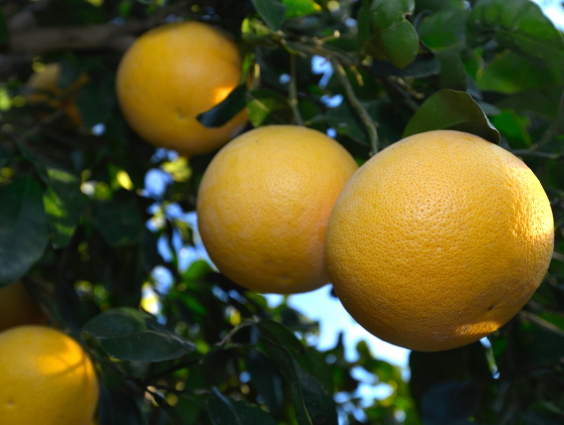 Grep - Citrus paradisi