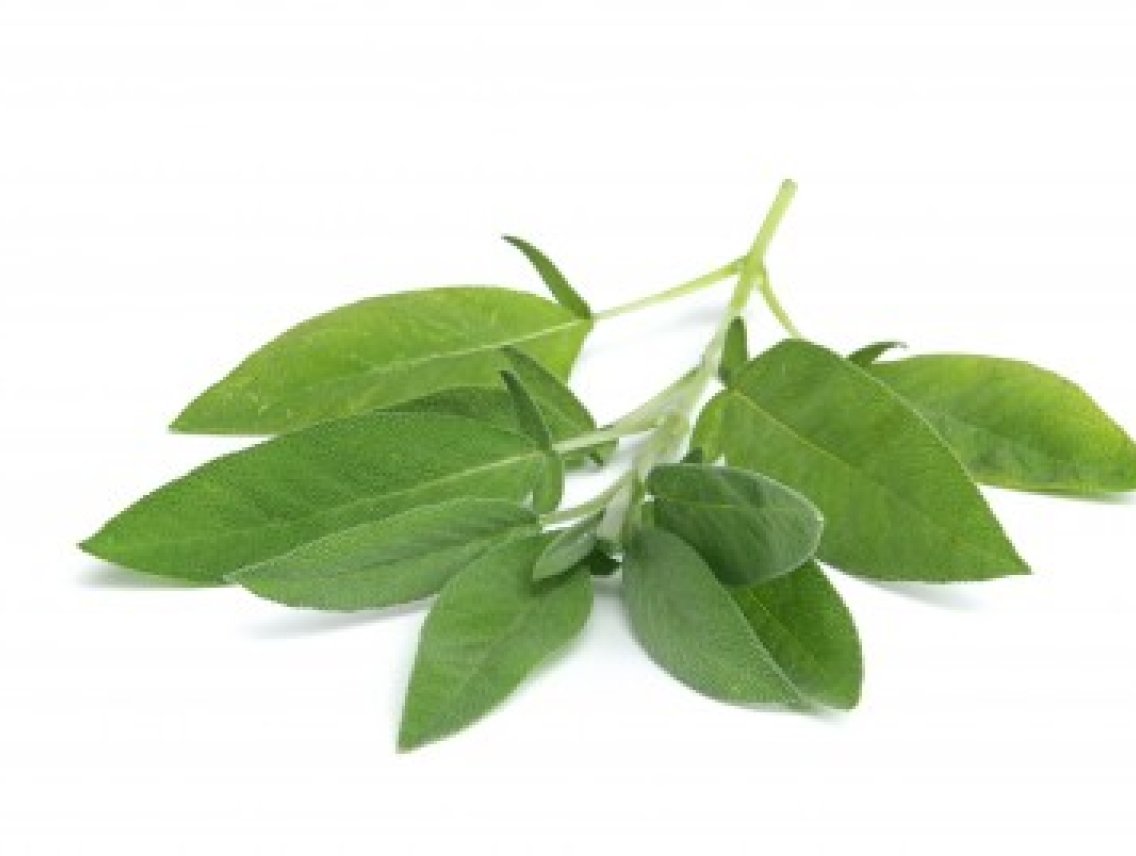 Šalvěj lékařská - Salvia officinalis