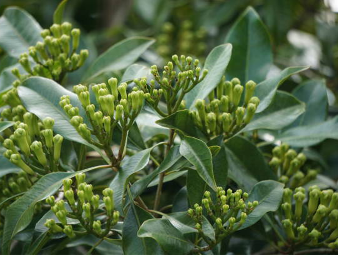 Hřebíčkovec kořenný - Syzygium aromaticum