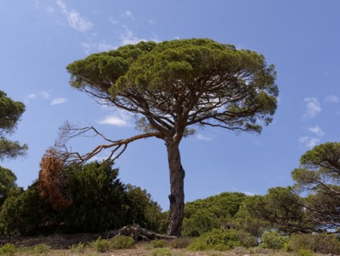 Píniové ořechy - Pinus pinea
