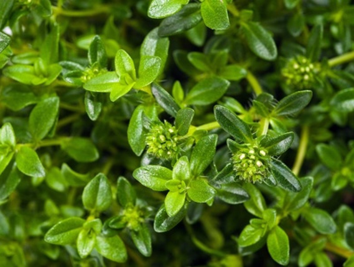 Saturejka - Satureja hortensis