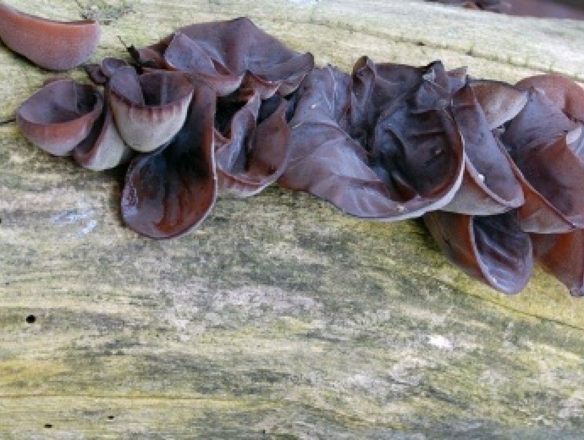 Jidášovo ucho - Hirneola auricula judae