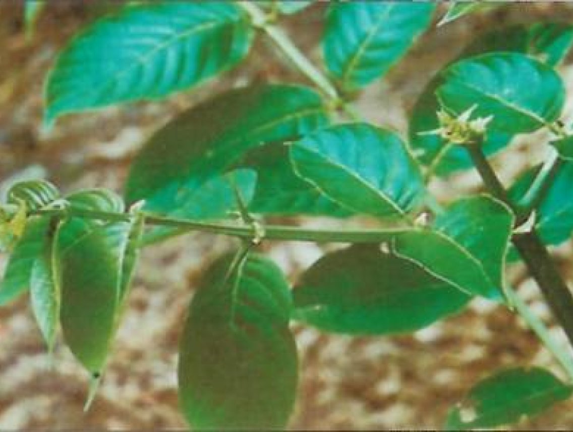 Vilcacora - Uncaria tomentosa