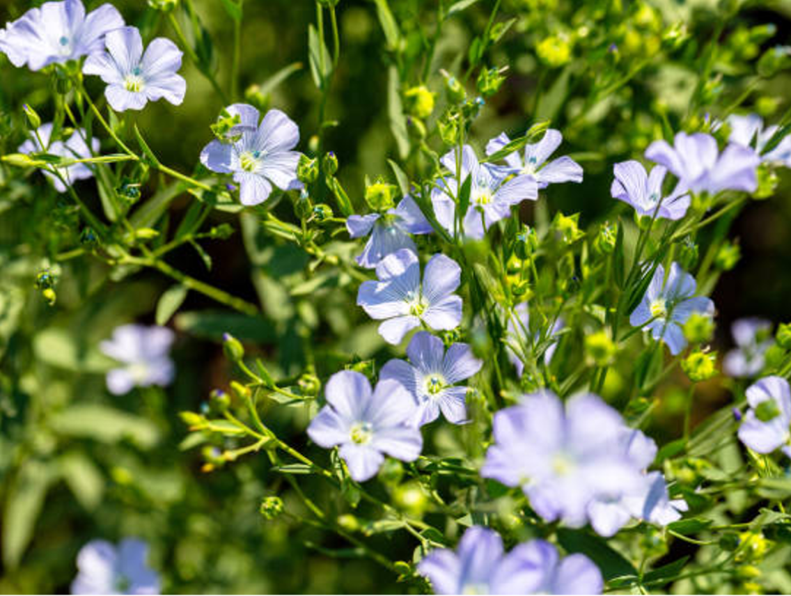 Len setý - Linum usitatissimum