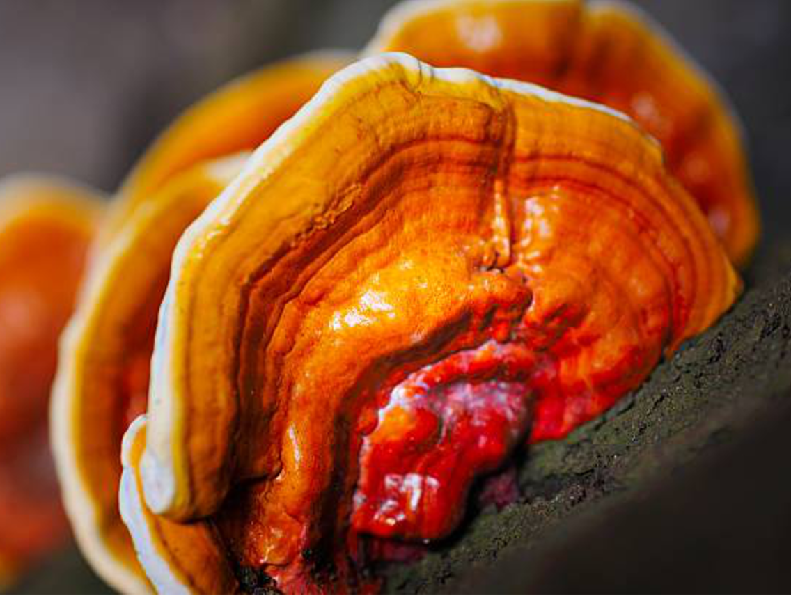 Lesklokorka lesklá - Ganoderma lucidum