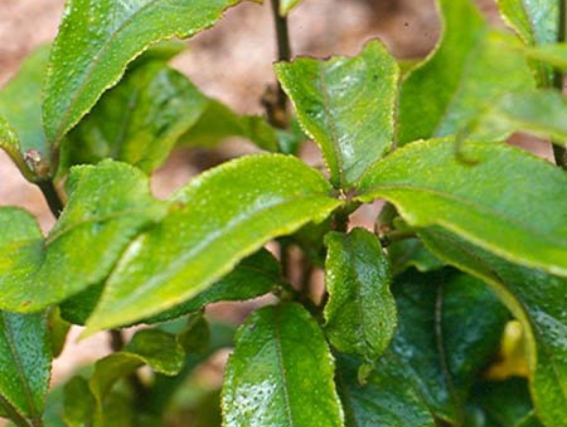 Morinda officinalis - Ba Ji Tian