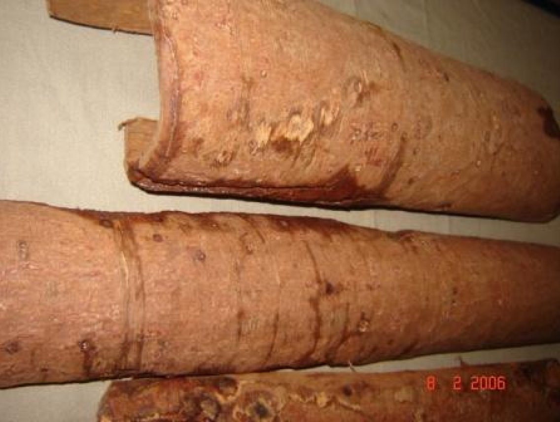 Chuchuasi - Maytenus macrocarpa