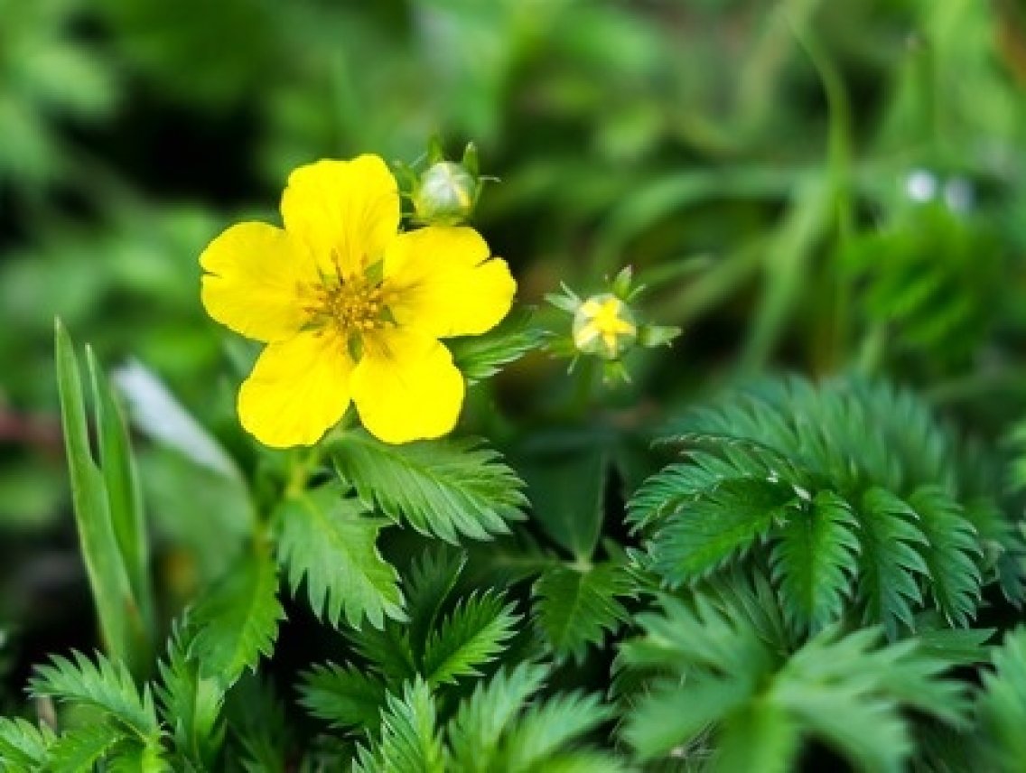 Mochna husí - Potentilla anserina