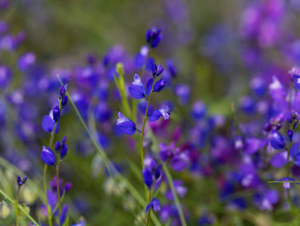 Vítod tenkolistý - Polygala tenuifolia
