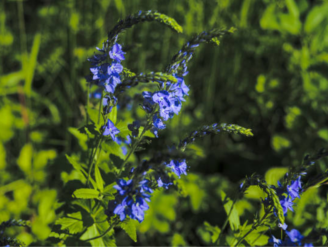 Rozrazil lékařský - Veronica officinalis