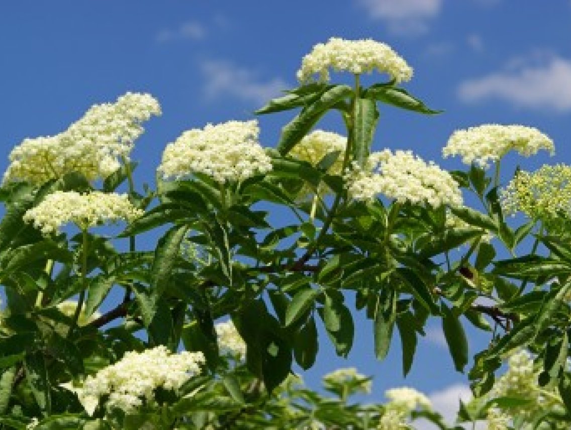 Bez černý - Sambucus nigra