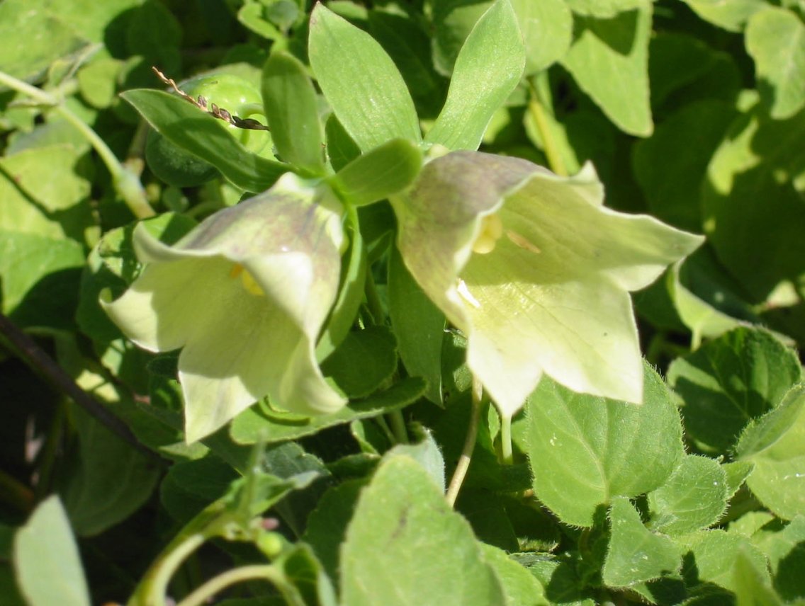 Dangšen - Codonopsis pilosula