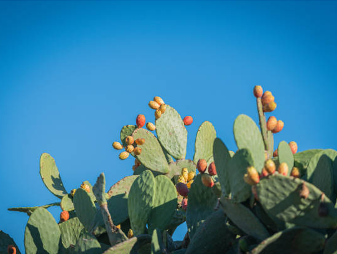 Nopál - Opuntia ficus indica