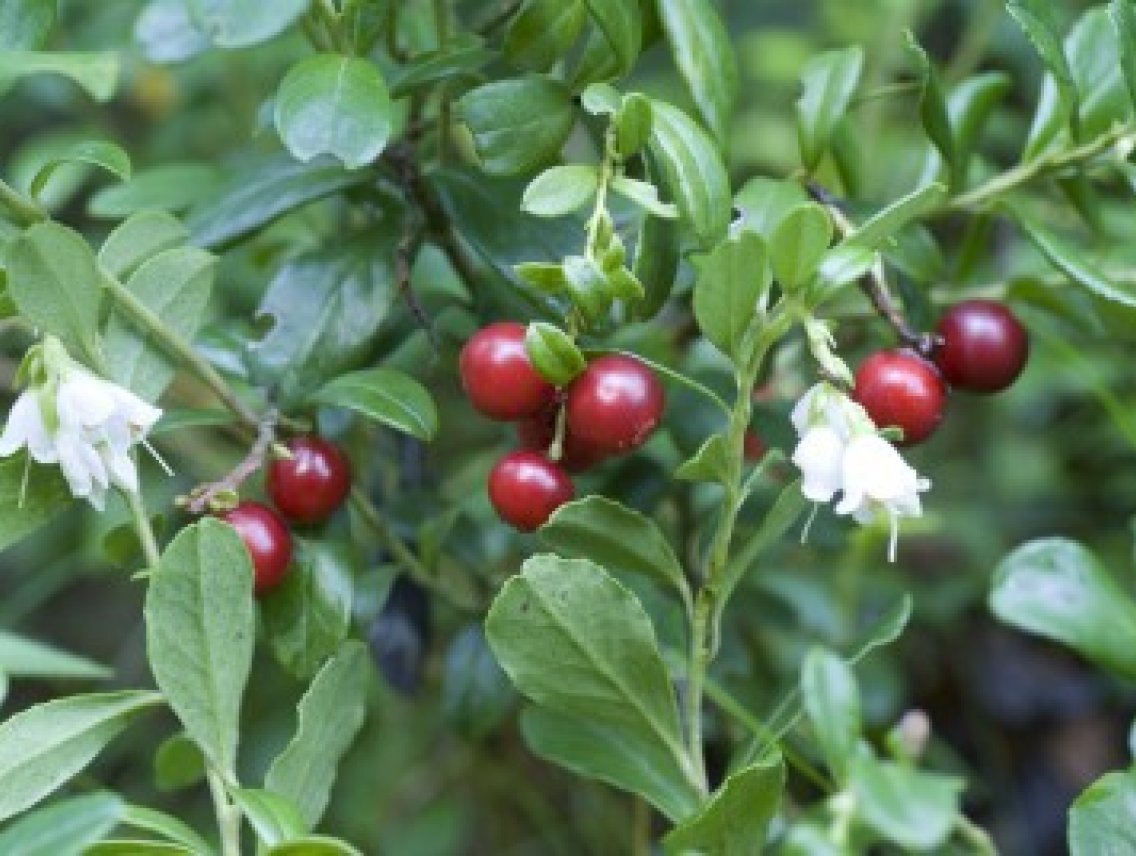 Brusinka - Vaccinium vitis-idaea