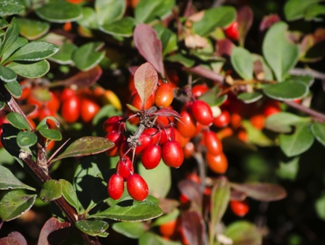 Kustovnice čínská - Lycium chinense