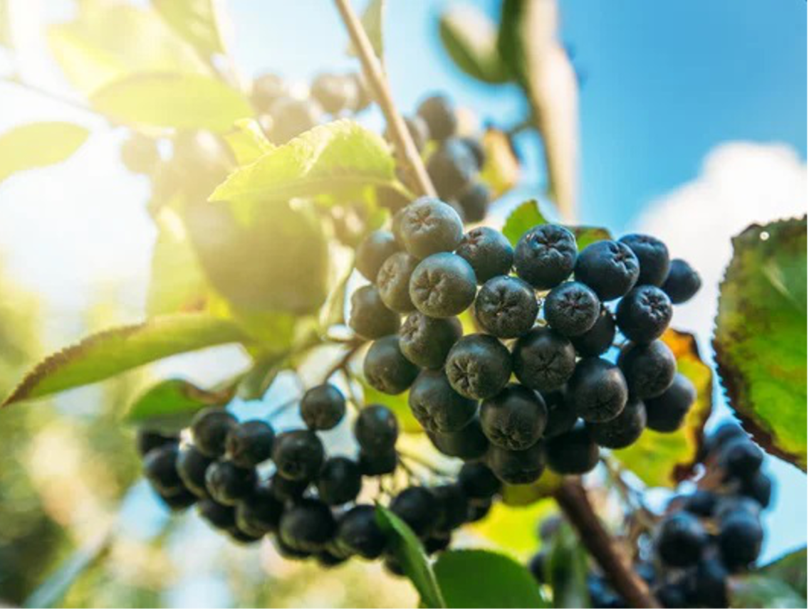 Arónie - Černý jeřáb - Aronia melanocarpa