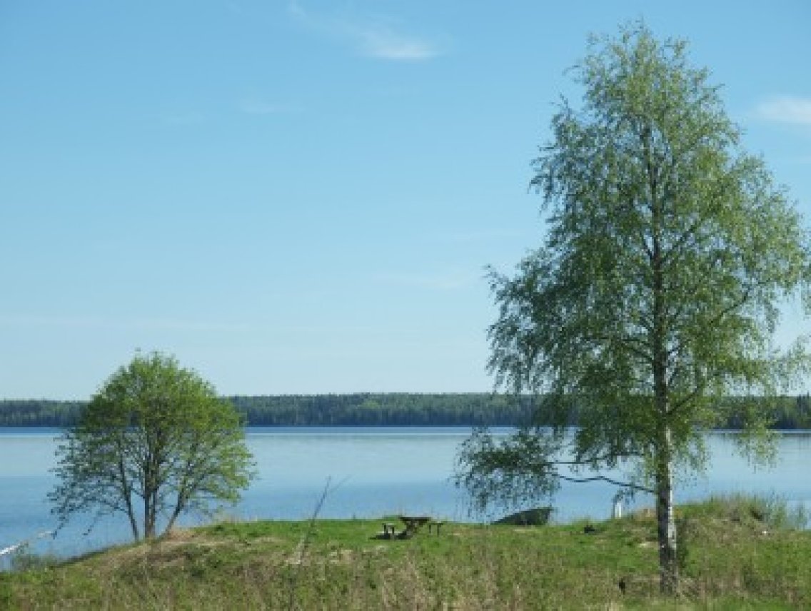 Bříza bělokorá - Betula pendula