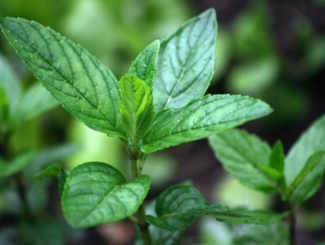 Máta peprná - Mentha piperita
