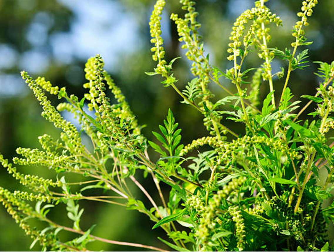 Marco - Ambrosia peruviana