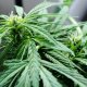 Konopí - Cannabis sativa
