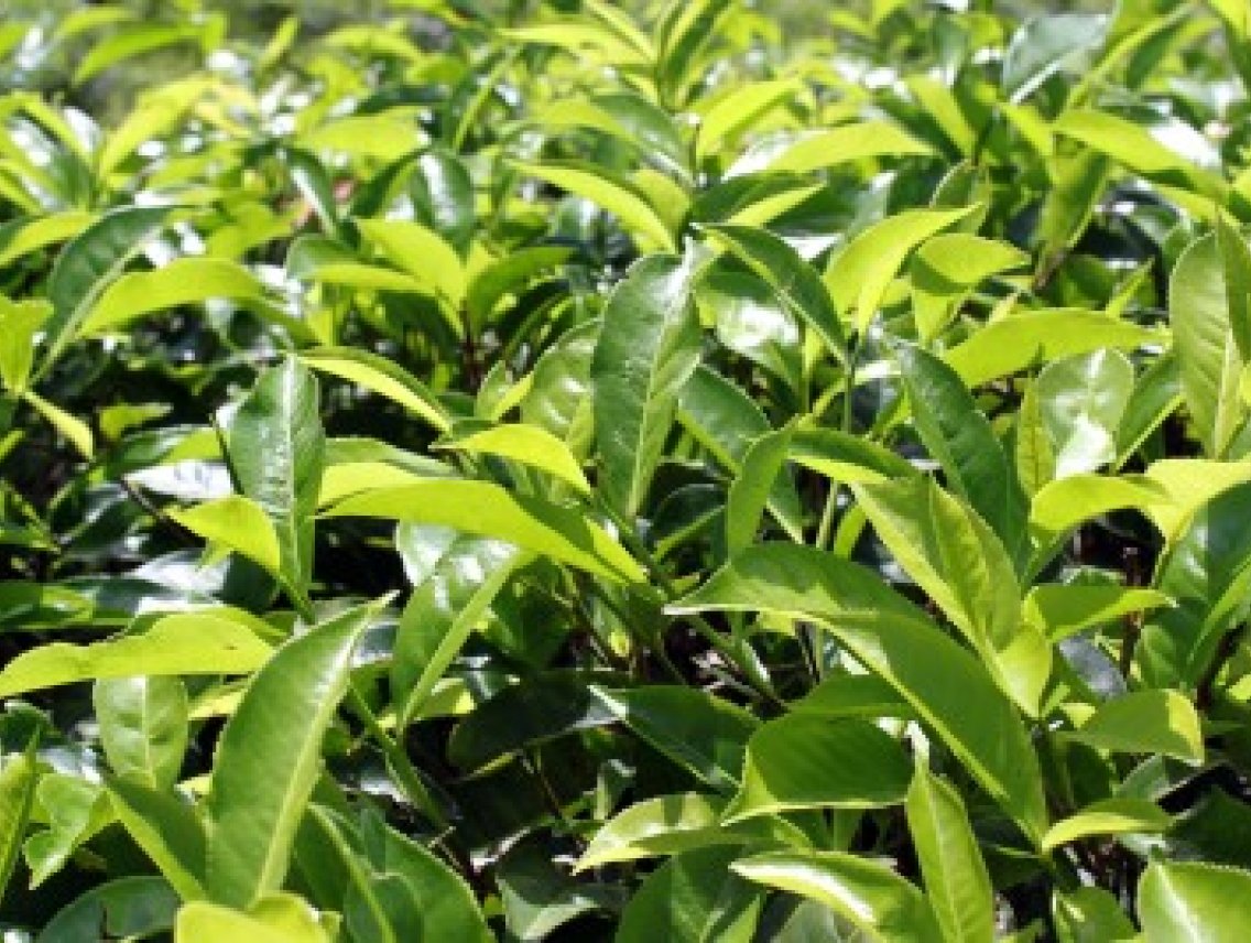 Čaj - Camellia sinensis