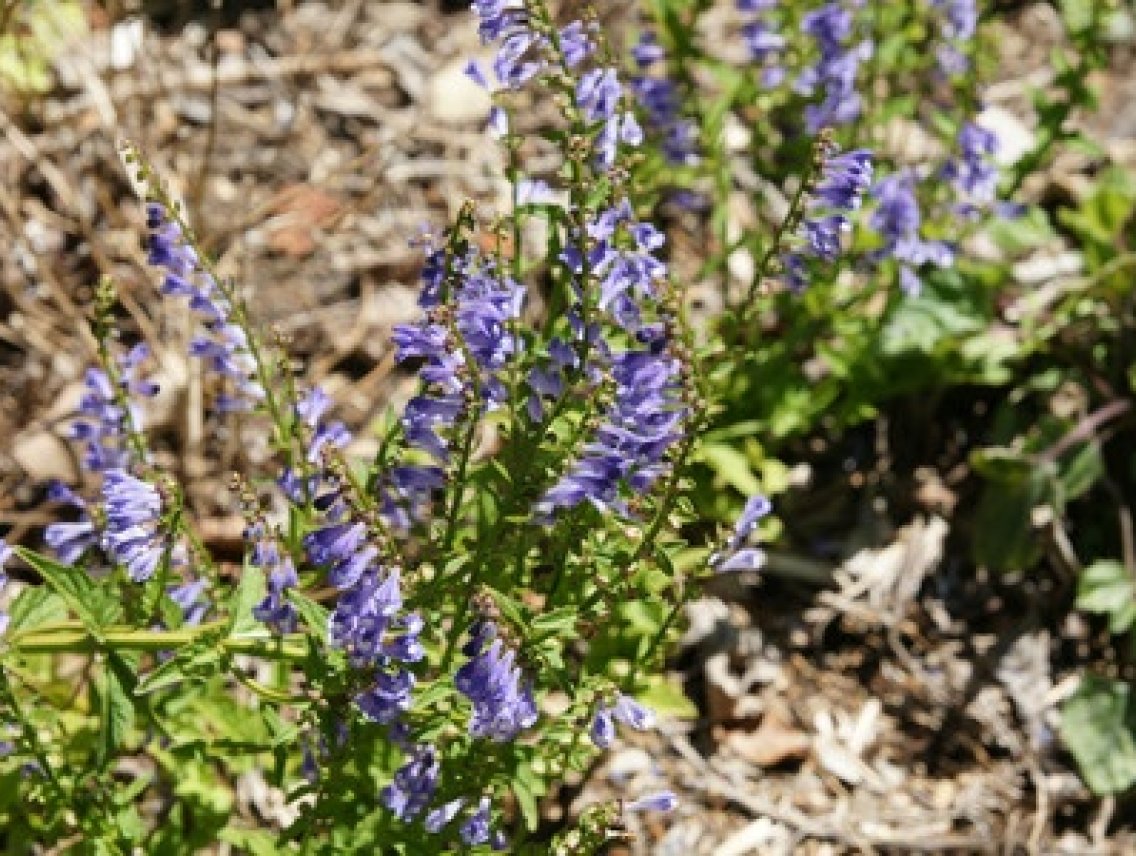 Šišák vousatý - Scutallaria barbata