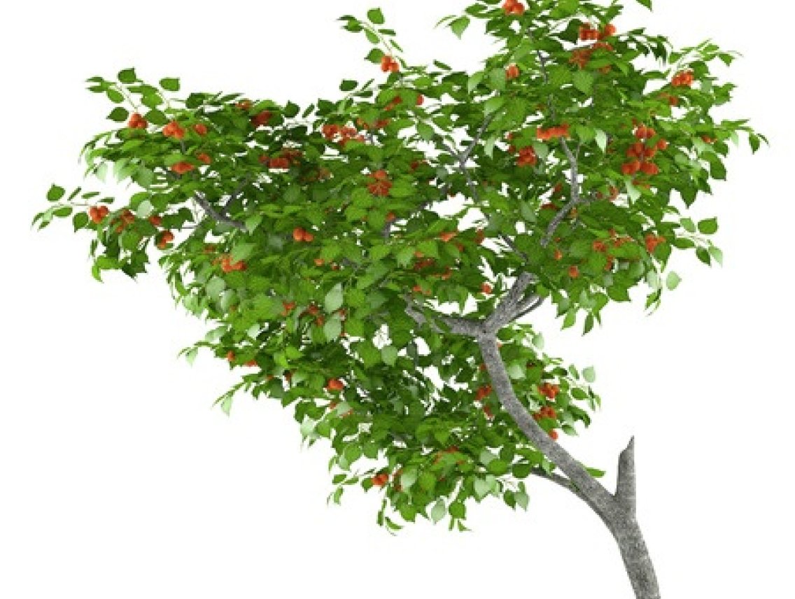 Meruňka  - Armeniaca vulgaris