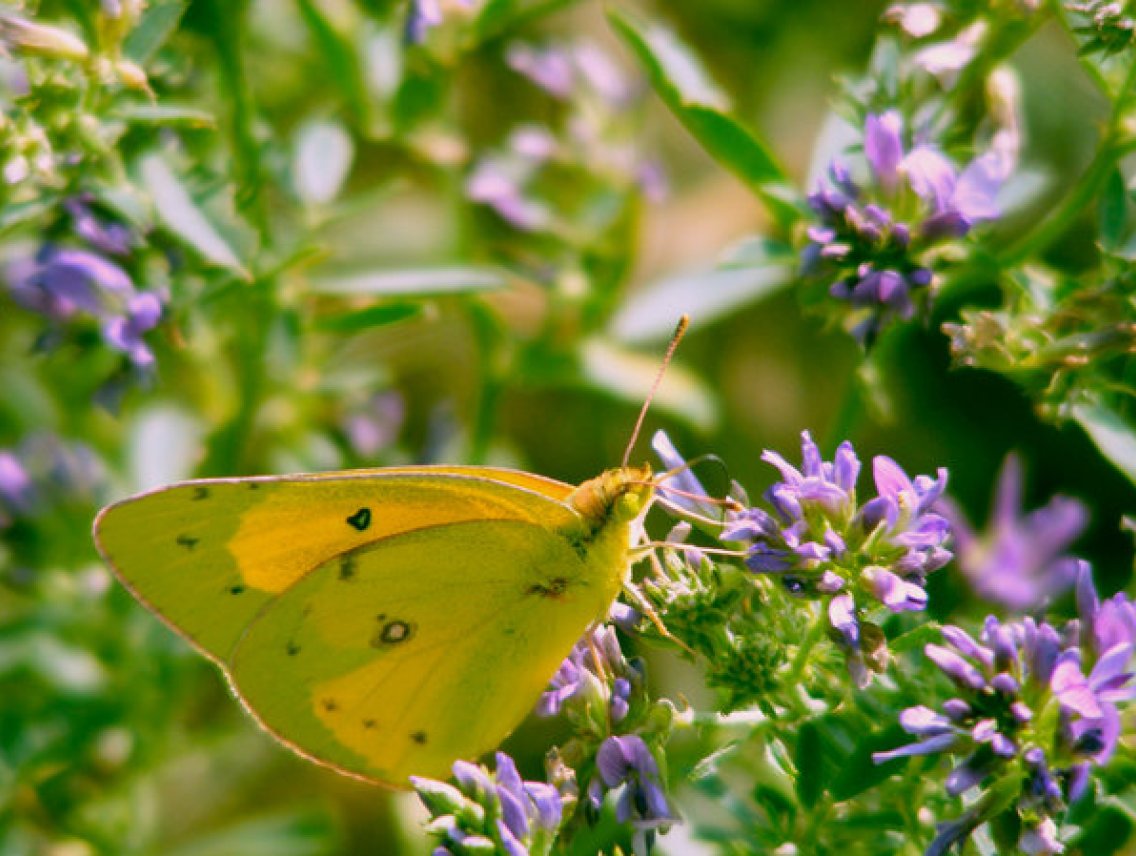 Manayupa - Desmodium adscendens