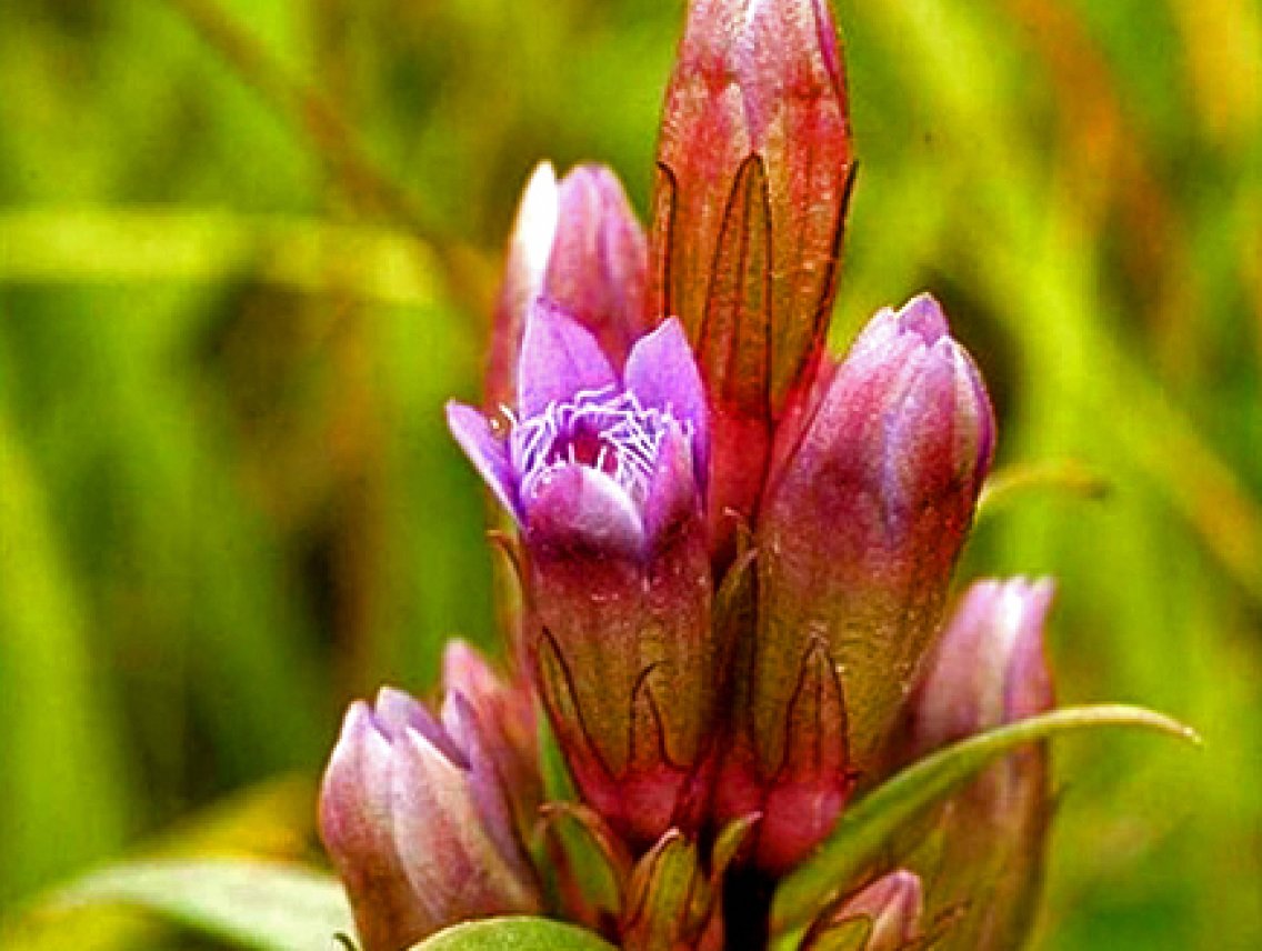 Hercampuri - Gentianella alborosea