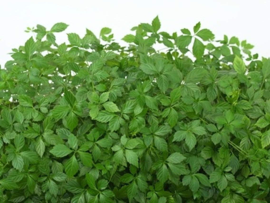 Ženšen pětilistý - JIAOGULAN