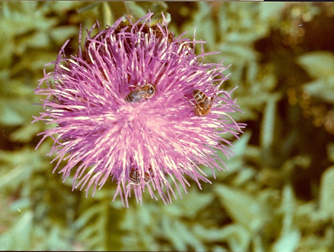 Maral - leuzea carthamoides