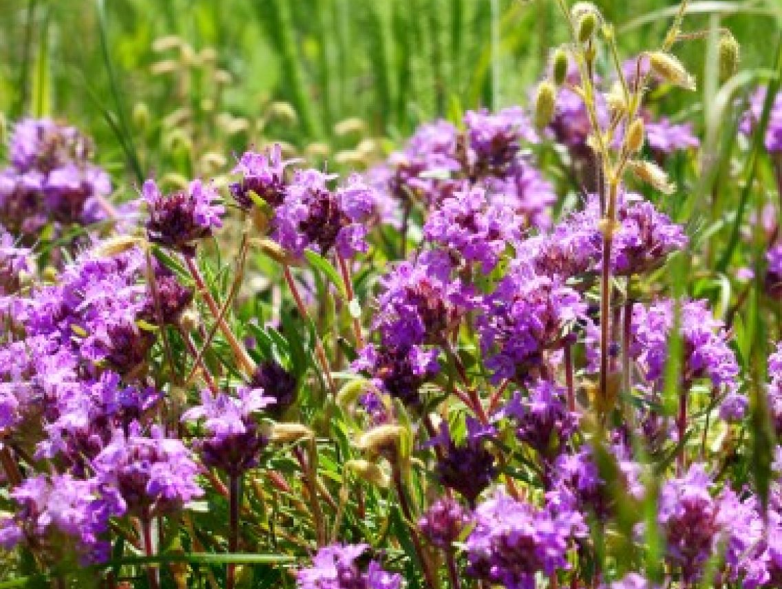 Mateřídouška - Thymus serpyllum