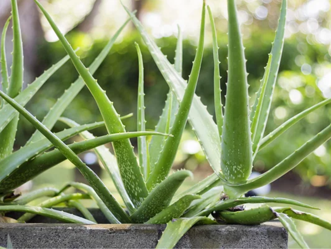 Aloe vera - Aloe pravá