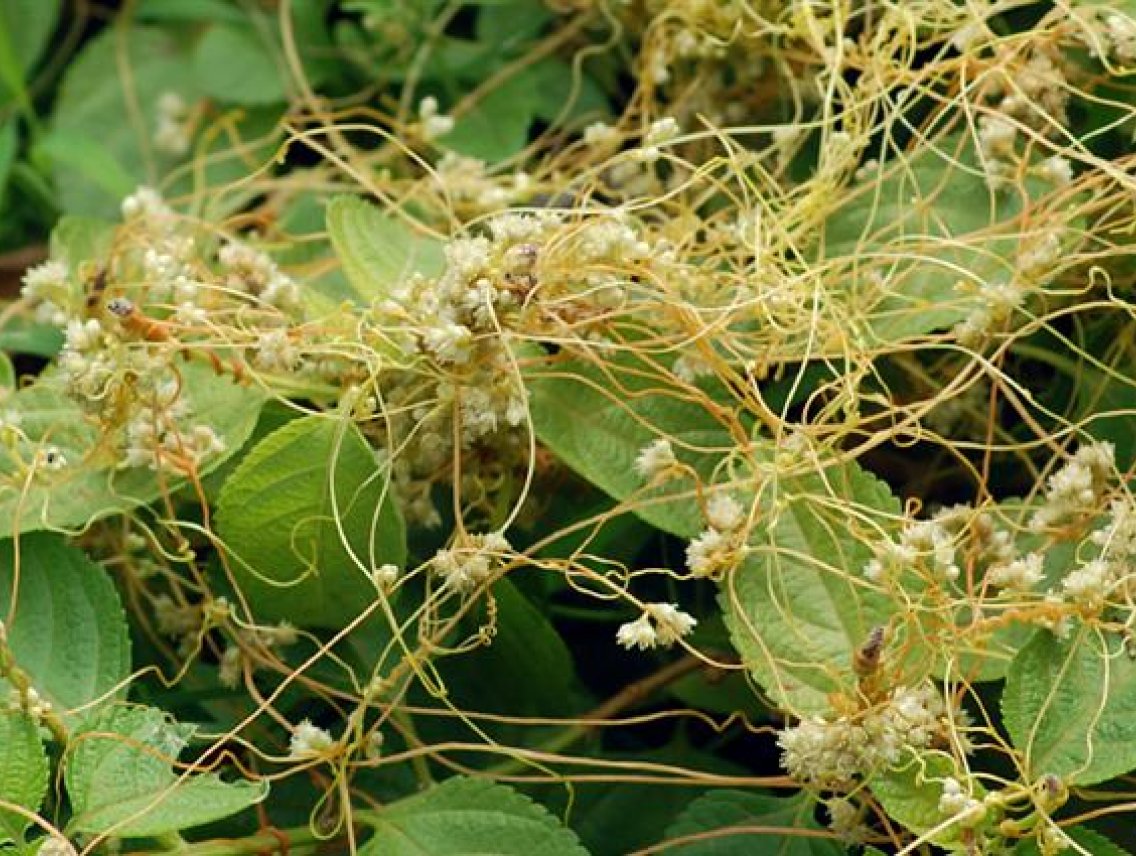 Kokotice čínská - Cuscuata chinensis