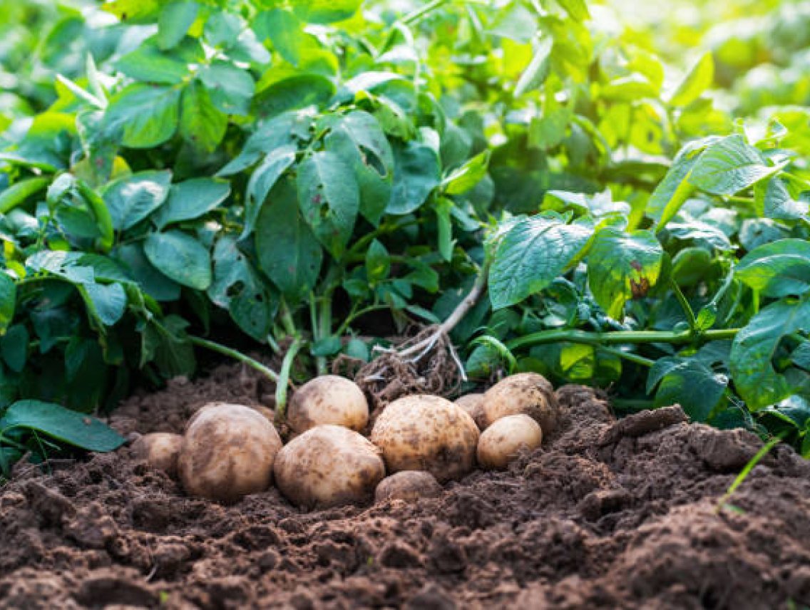 Tocosh - Solanum tuberosum