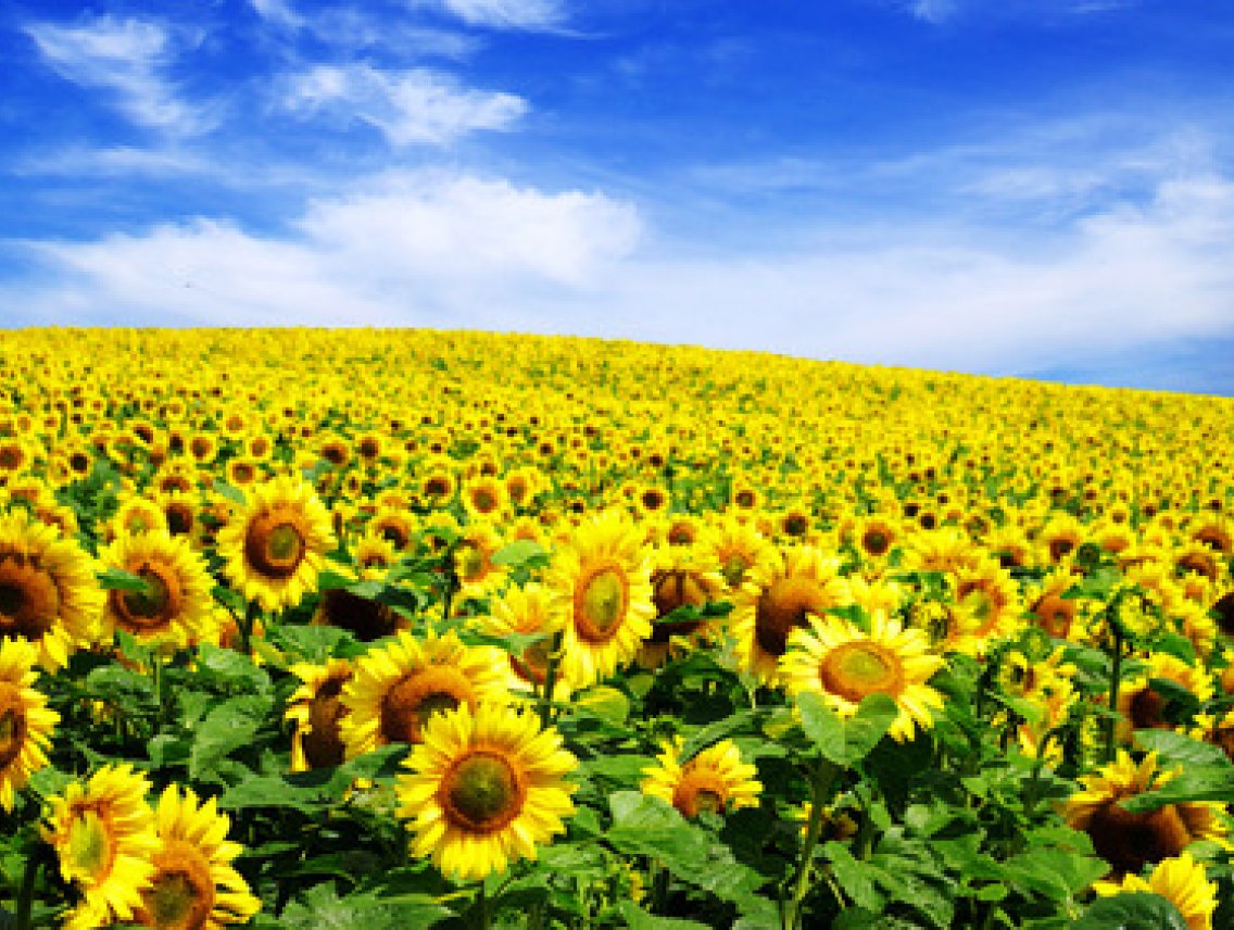 Slunečnice roční - Helianthus annuus