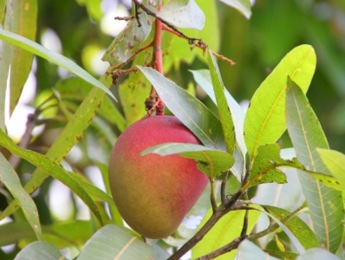 Mango - Mangifera indica