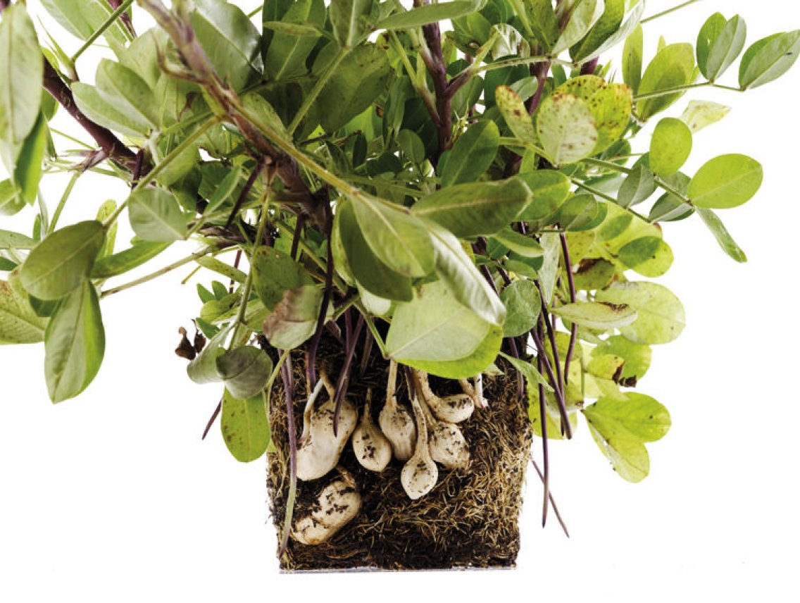 Podzemnice olejná - Arachis hypogaea