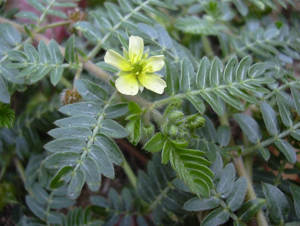 Kotvičník zemní - Tribulus terrestris